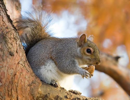 Eastern Grey Squirrel reference