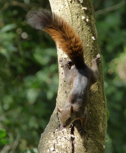 Red-tailed Squirrel reference