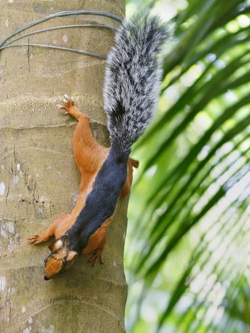 Variegated Squirrel reference