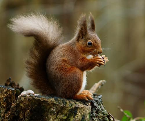Red Squirrel reference