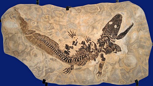 Sclerocephalus reference