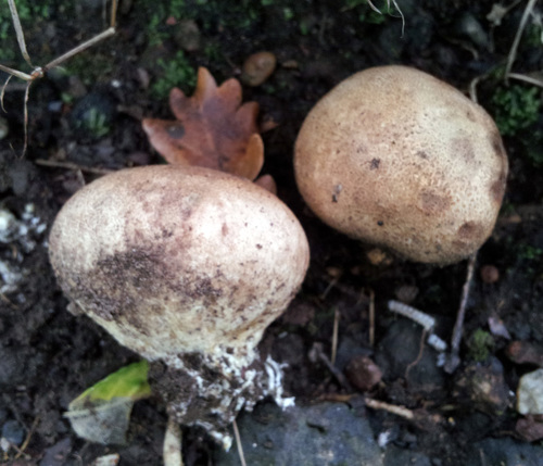 Pigskin Poison Puffball reference
