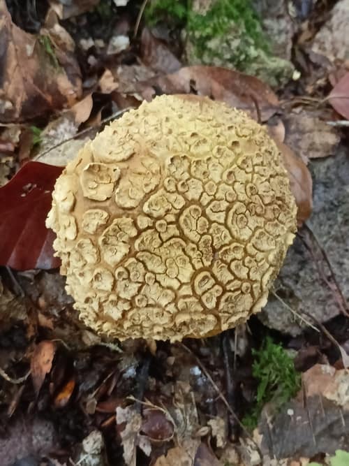 Common Earthball reference