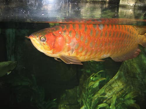 Asian Arowana reference