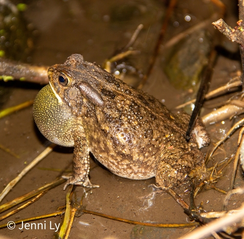 Square-marked Toad reference
