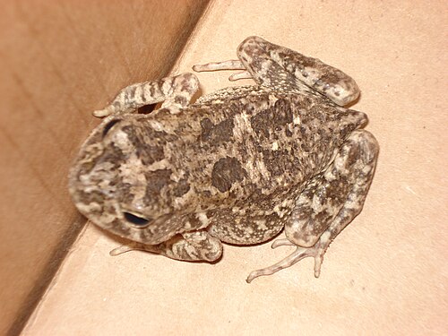 Flat-Backed Toad reference