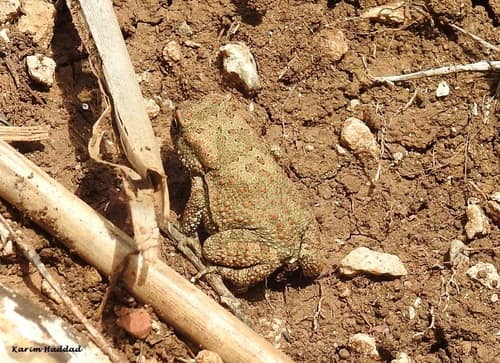 Berber Toad reference