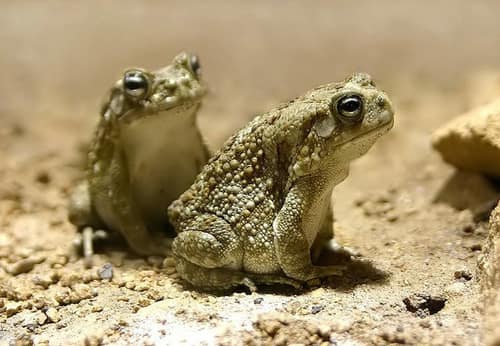 African Common Toad reference