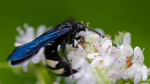 Two-Banded Scoliid Wasp reference