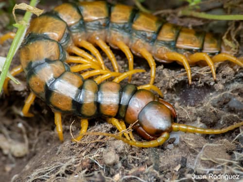 Megarian Banded Centipede reference