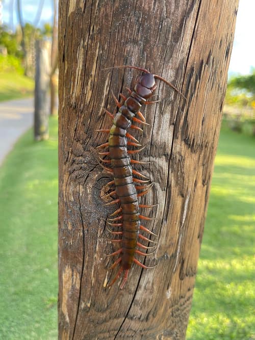 Chinese Red-Headed Centipede reference