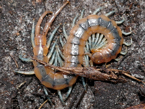 Eastern Red-headed Centipede reference
