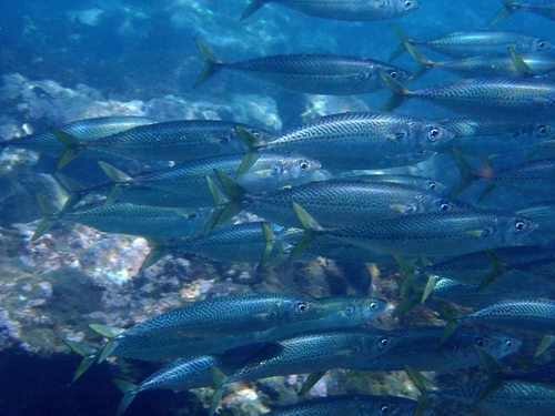 Atlantic Chub Mackerel reference