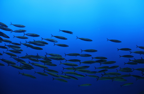Pacific Chub Mackerel reference