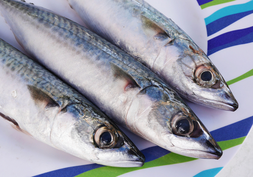 Atlantic Mackerel reference