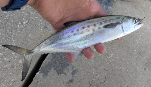 Spanish Mackerel reference