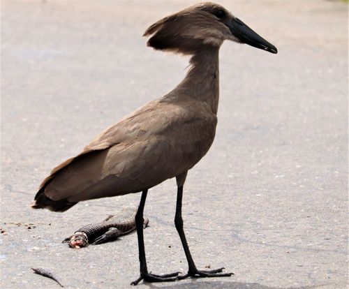 Hamerkop reference