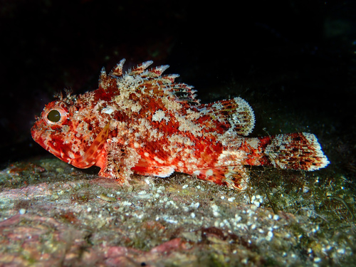Small Red Scorpionfish reference