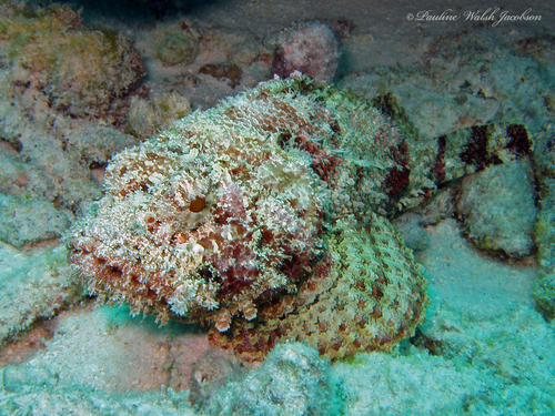 Spotted Scorpionfish reference