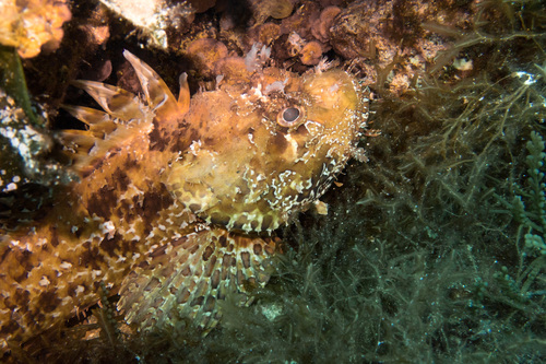 Red Scorpionfish reference