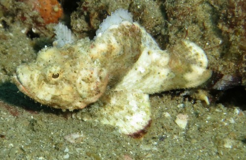 Devil Scorpionfish reference