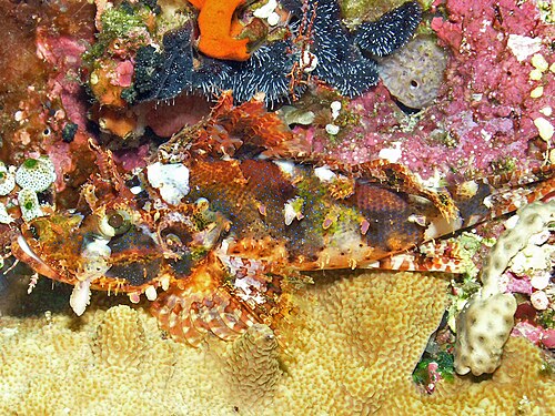 Raggy Scorpionfish reference