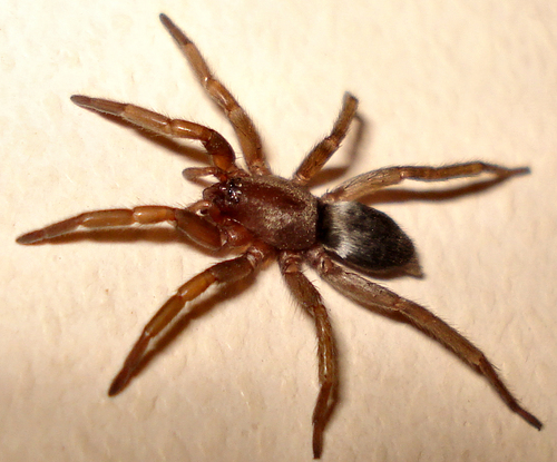 Mouse Spider reference