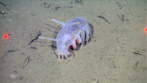 Sea Pig reference