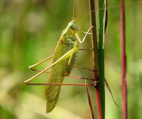 Fork-tailed Bush Katydid reference