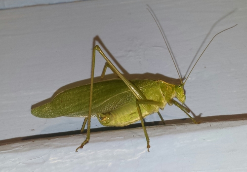 Broad-winged Bush Katydid reference