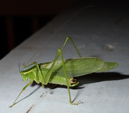 Northern Bush Katydid reference