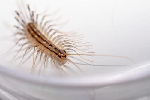 House Centipede reference
