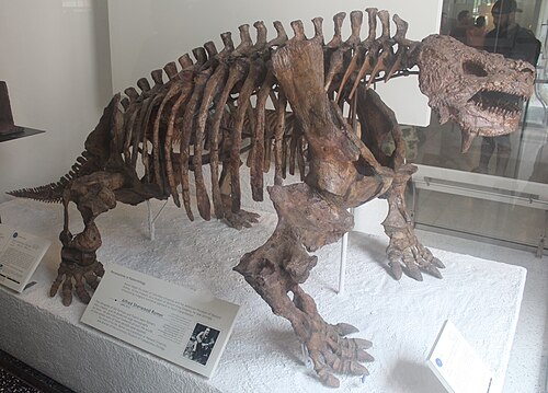 Scutosaurus reference