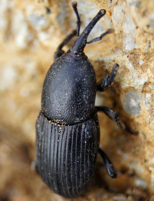 Agave Snout Weevil reference