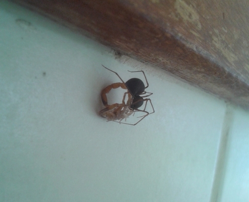 Brown Spitting Spider reference