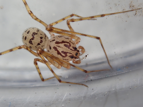 Spitting Spider reference