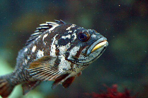 Gopher Rockfish reference