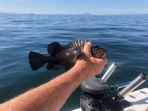 Quillback Rockfish reference