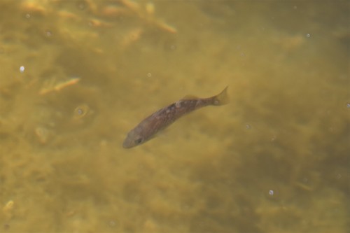 Black Rockfish reference