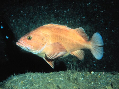 Yelloweye Rockfish reference
