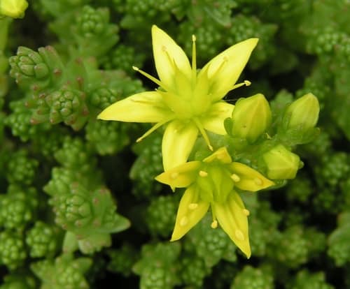 Goldmoss Stonecrop reference