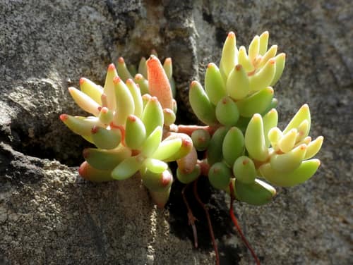 White Stonecrop reference