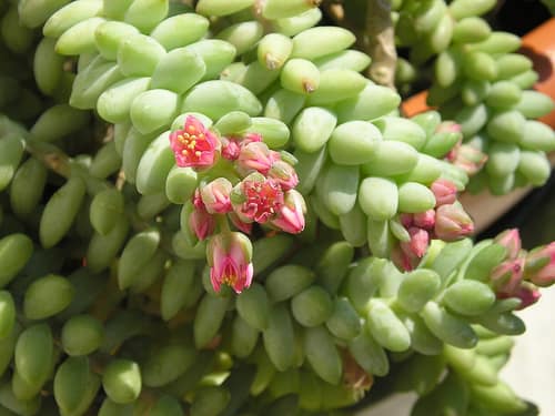Burro's Tail reference