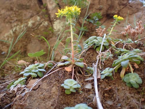 Broadleaf Stonecrop reference