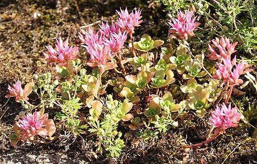Caucasian Stonecrop reference