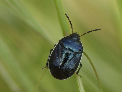 White-margined Burrower Bug reference