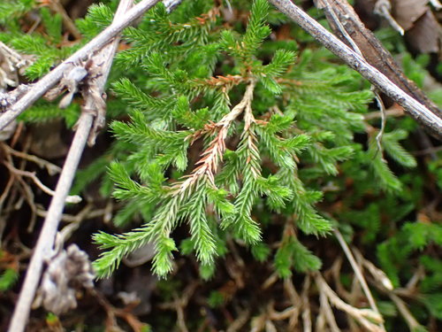 Bigelow's Spikemoss reference