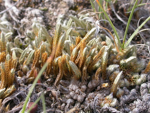 Prairie Spikemoss reference
