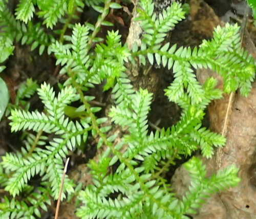Krauss's Spikemoss reference