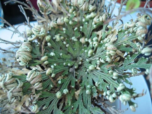 Resurrection Plant reference
